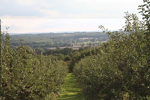 Apples at Plaxtol in Kent
